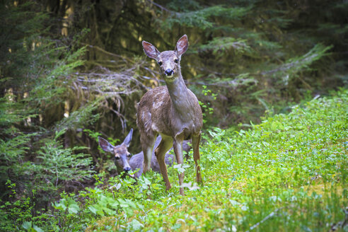 USA, Staat Washington, Olympic Peninsula, Olympic National Park, Maultierhirsche, Odocoileus hemionus - FOF007877