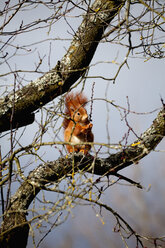 eichhörnchen, Frühling, Baum, Tier, Würzburg, Deutschland - NDF000528