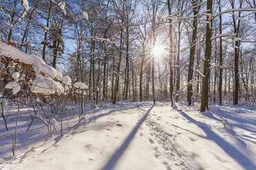 Germany, Baden-Wuerttemberg, Swabian Alps, footmarks in snow in forest against the sun - WDF002993