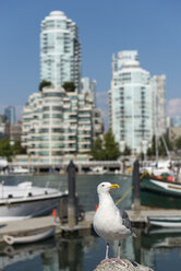 Kanada, Britisch-Kolumbien, Vancouver, Möwe vor dem Stadtteil Yaletown - KEBF000015