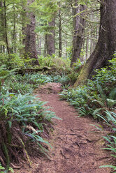 Canada, British Columbia, Vancouver Island, Nuu-Chah-Nulth Trail - KEBF000026