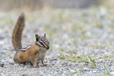 Canada, British Columbia, chipmunk - KEBF000028