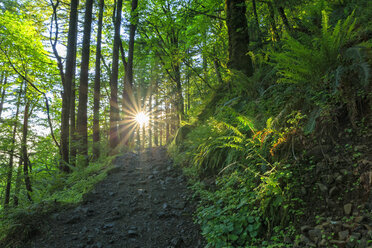 USA, Oregon, Columbia River Gorge, Multnomah County, Wanderweg im Wald gegen die Sonne - FOF007914