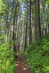 USA, Oregon, Multnomah County, Columbia River Gorge, hiking trail in forest - FOF007903