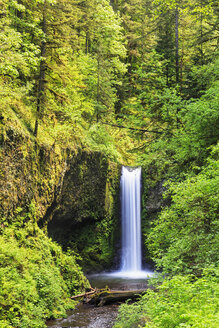 USA, Oregon, Multnomah County, Columbia River Gorge, Ecola Falls - FOF007904