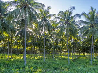 Jamaica, Saint Mary Parish, palm plantation - AMF003929