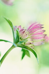 Bud of pink great masterwort - LS000016