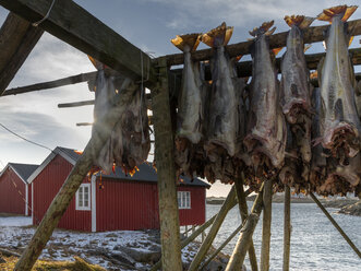 Norway, Lofoten, dead fishes hanging on rack - MKFF000178