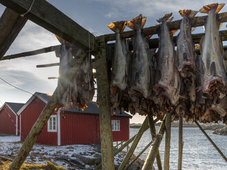 Norwegen, Lofoten, tote Fische hängen auf einem Gestell - MKFF000178