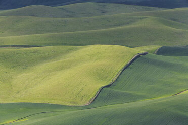 USA, Idaho, Palouse, view to rolling landscape with wheat fields from Steptoe Butte - FOF007922