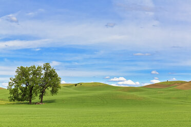 USA, Idaho, Palouse, two trees in between grain fields - FOF007932