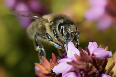 Honey bee, Apis, on a blossom - MJOF000965