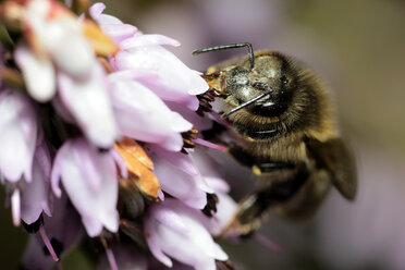 Honey bee, Apis, on a blossom - MJOF000967