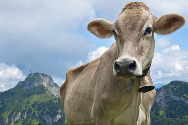 Switzerland, Canton of Appenzell Innerrhoden, Cow with bell, Hoher Kasten in the background - KEBF000073