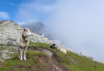 Schweiz, Kanton Appenzell Innerrhoden, Berg Säntis, Schafe am Lysengrat Wanderweg - KEBF000085