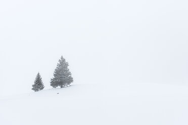 Schweiz, Kanton St. Gallen, Alp bei Toggenburg im Winter, Koniferen - KEBF000081