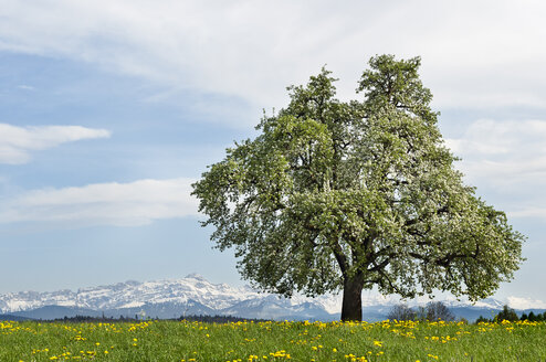 Schweiz, Thurgau, blühender Obstbaum, im Hintergrund der Säntis - KEBF000084