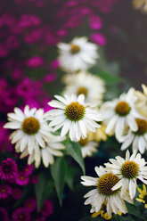 Detail von bunten Blumen in Blüte - LSF000024