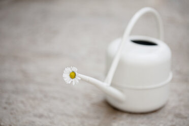 Daisy blossom in white watering can on stone floor - LSF000028