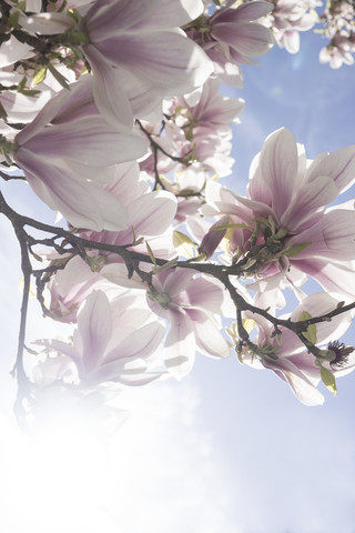 Blossoms of magnolia tree stock photo