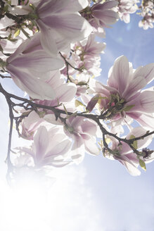 Blüten des Magnolienbaums - CHPF000118