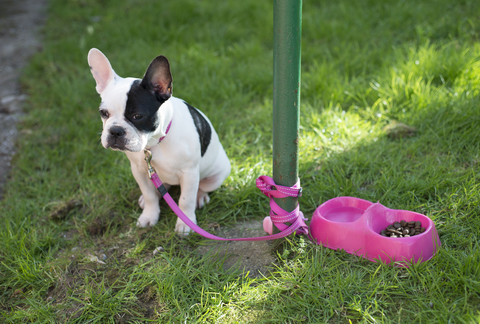 Französische Bulldogge an einen Pfahl gebunden, lizenzfreies Stockfoto