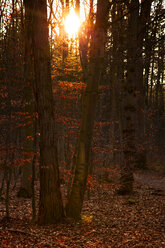 Germany, Augsburg, trees water at protection area in backlight - FCF000639