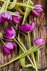 Tulpen auf Holz - SARF001577