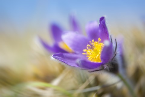 Gemeine Wiesenschaumkraut, Pulsatilla, blühend, lizenzfreies Stockfoto