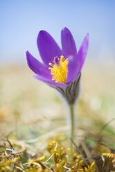 Common pasque flower, Pulsatilla, flowering - ELF001487