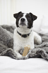 Little dog sitting on bed - RHF000708