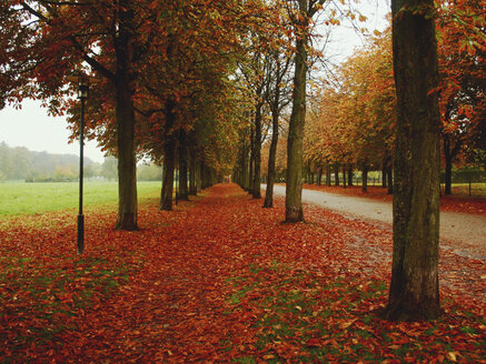 Kastanienallee, Herbst, rote Blätter, Stuttgart, Baden-Württemberg, Deutschland - SBDF002768