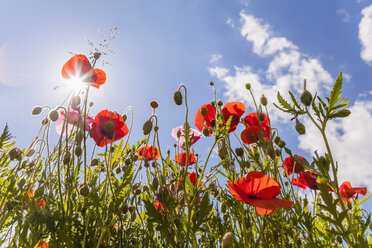 Deutschland, rote Mohnblumen in der Sonne - WDF003043