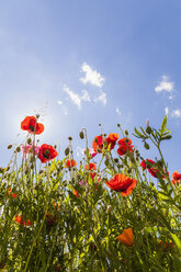 Deutschland, rote Mohnblumen in der Sonne - WDF003042