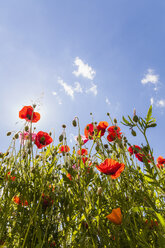 Germany, red poppies against the sun - WDF003042