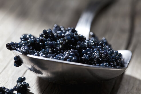 Black caviar on spoon - CSF025124