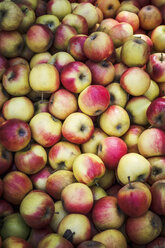 Germany, Lower Saxony, Hildesheim, Apples, sort Elstar, at market - EVGF001435