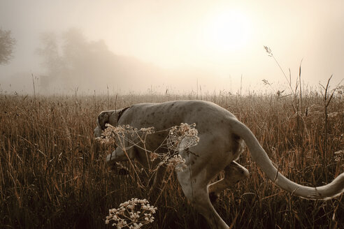 Deutschland, Jagdhund im Morgenlicht - ONF000796