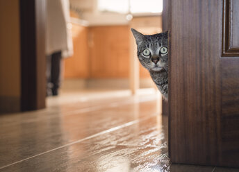 Getigerte Katze versteckt sich zu Hause hinter einer Tür - RAEF000113