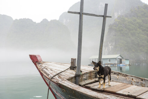 Vietnam, Hund auf einer Perlenfarm in der Halong-Bucht - MAD000148