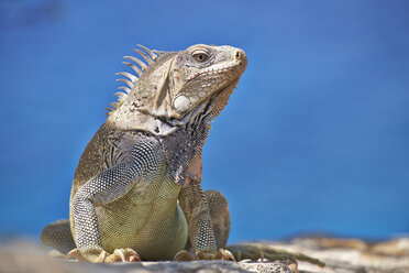 Karibik, Niederländische Antillen, Bonaire, Leguan - MRF001610