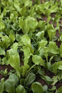 Frischer grüner Salat wächst im Gemüsegarten - LSF000035