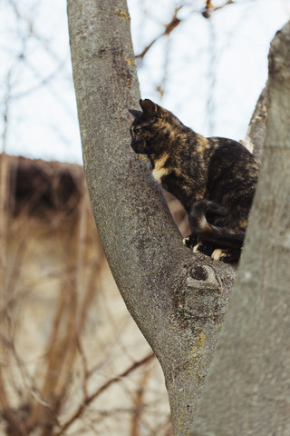 Getigerte Katze sitzt auf Baumstamm, lizenzfreies Stockfoto