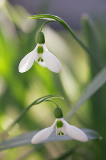 Zwei Schneeglöckchen, Galanthus nivalis, im Garten - LSF000038