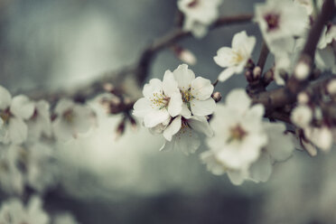 Frühling, weiße Blumen - JPF000033