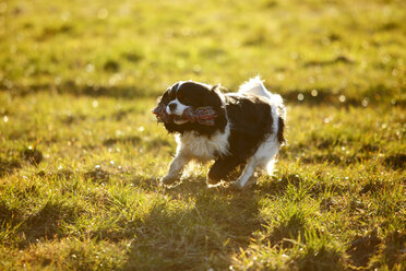 Cavalier King Charles Spaniel mit Hundespielzeug läuft auf einer Wiese - HTF000694