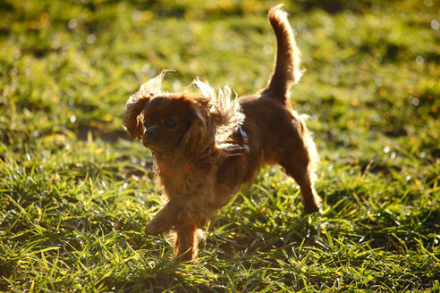 Cavalier King Charles Spaniel läuft auf einer Wiese - HTF000689