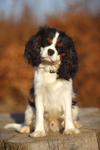 Portrait of young Cavalier King Charles Spaniel stock photo