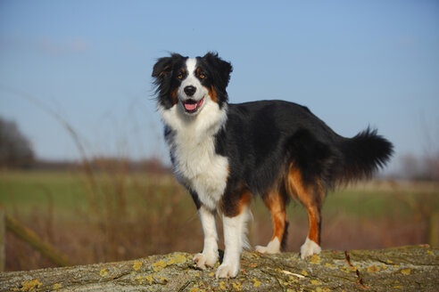 Porträt eines Australian Shepherd - HTF000695