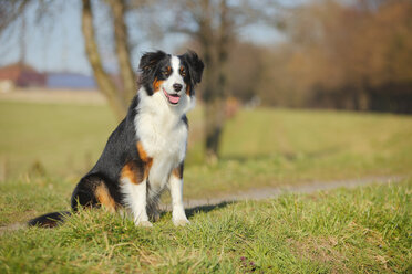 Australian Shepherd sitzt auf einer Wiese - HTF000697